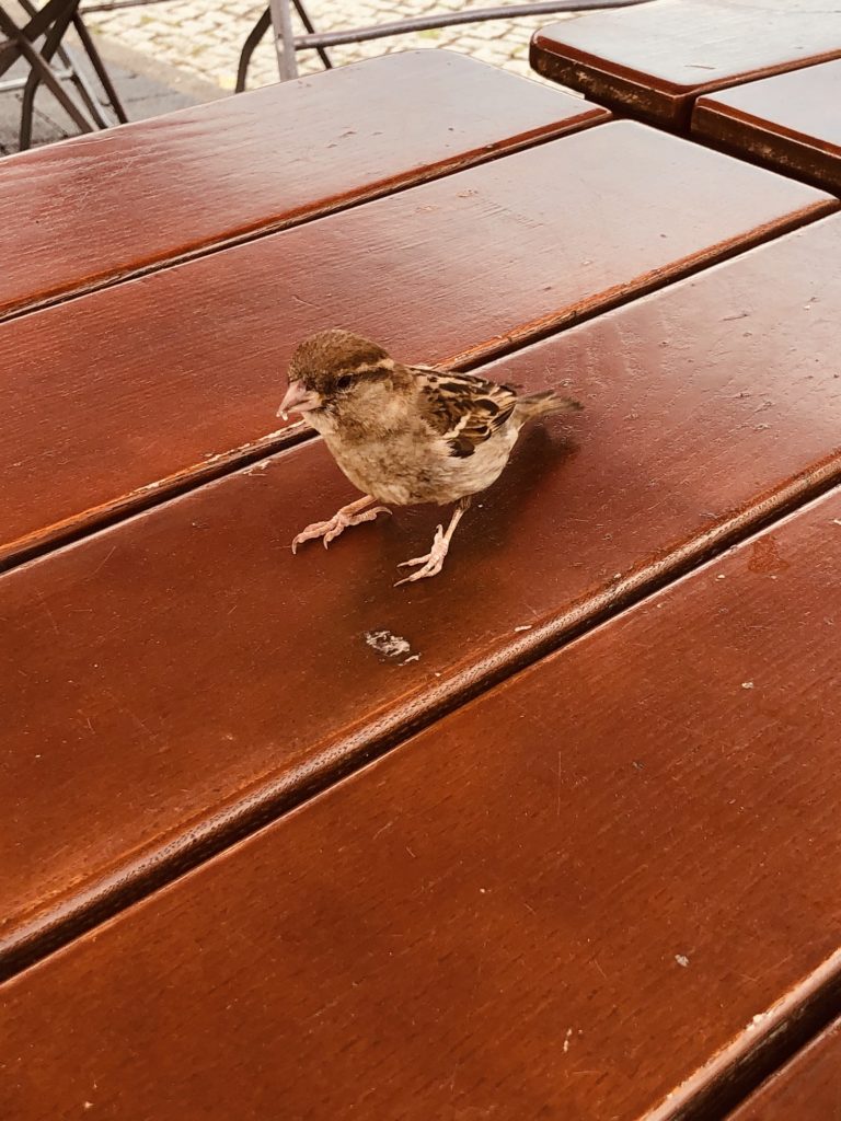 Bird Sitting on a Tabe Bird Sitting on a Table